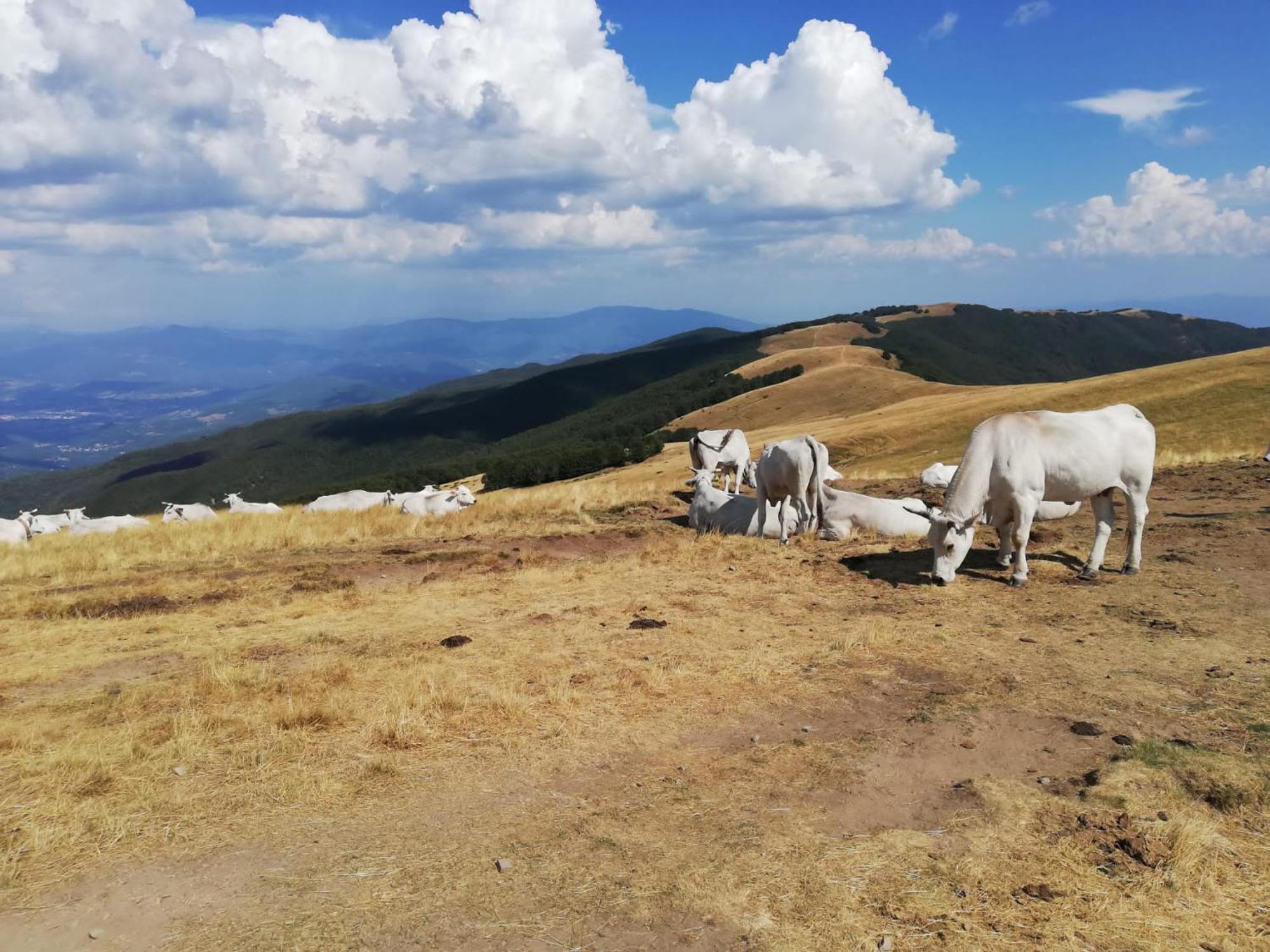 Il Rifugio Di Vale * Cetica
